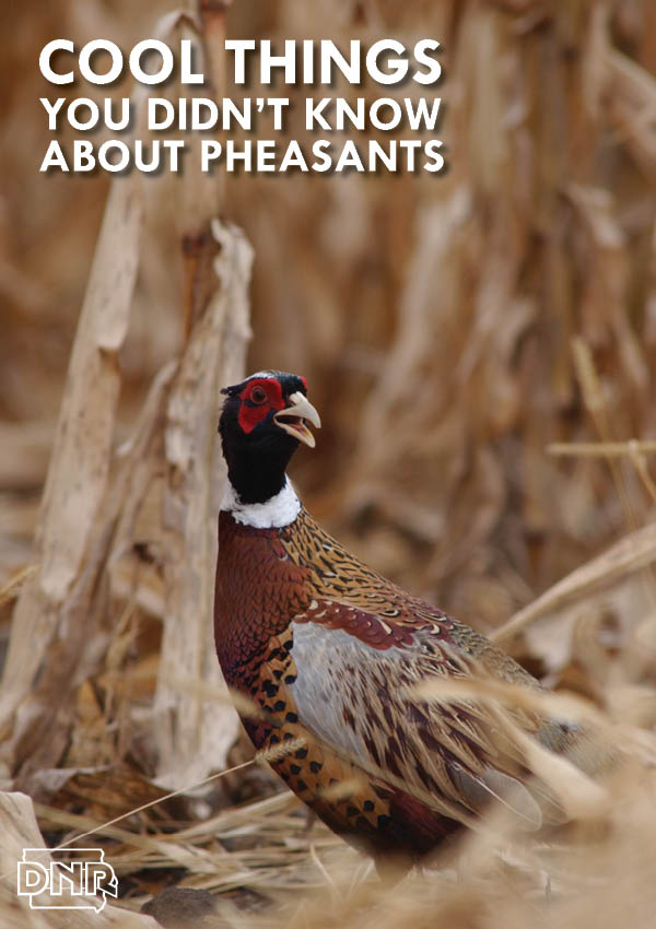 Cool things you didn't know about pheasants | Iowa DNR